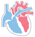 心臓断面図イメージ